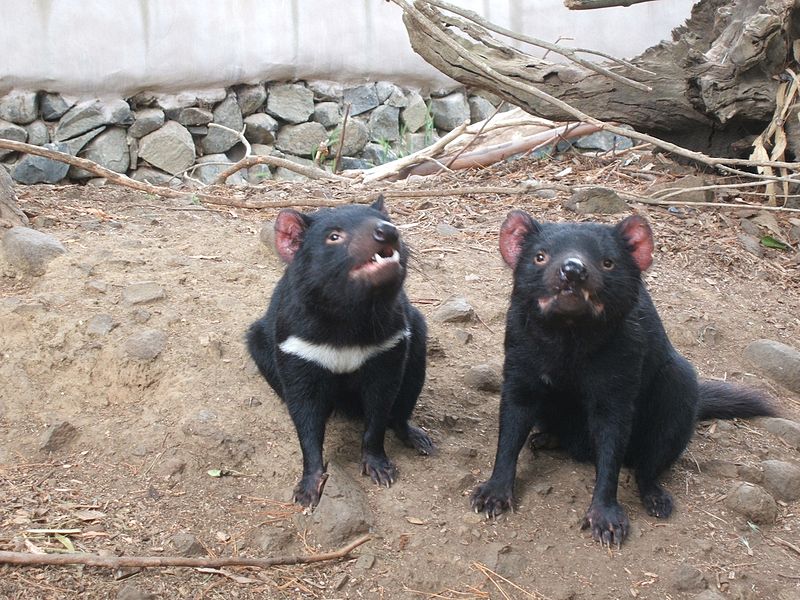 Two devils, one without any white markings. Around 16% of wild devils have no markings.