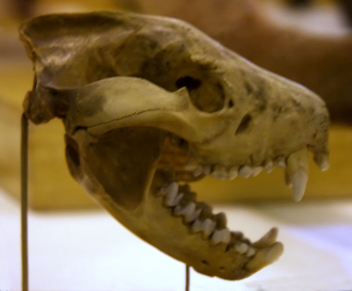 Tasmanian devil skull in The Museum of Zoology, St. Petersburg, Russia