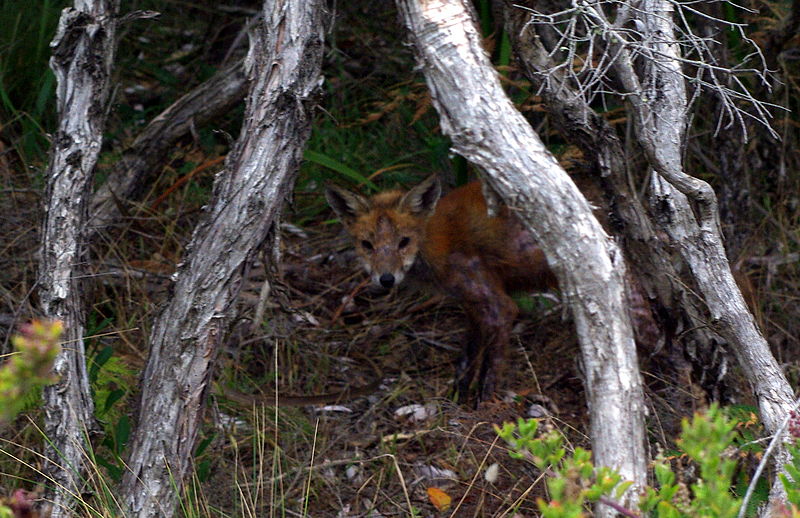 An exotic fox in Mornington Peninsula National Park with Mange.