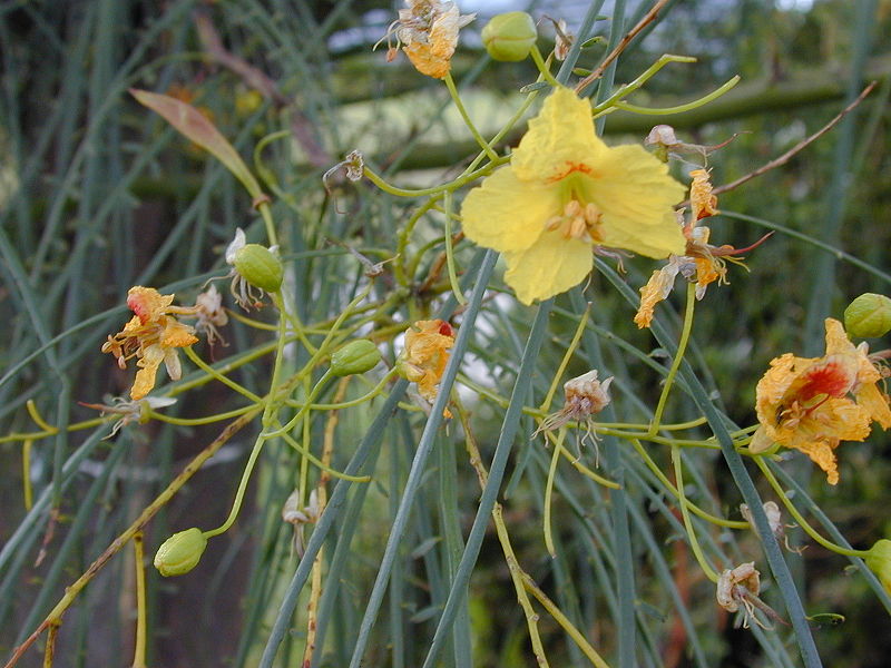 Parkinsonia