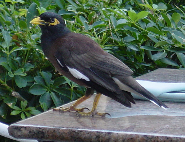 Indian Mynah