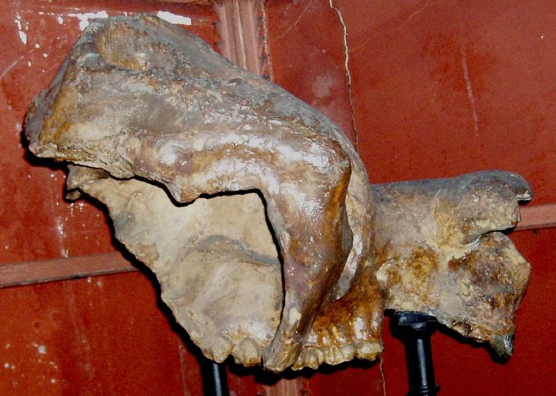 Nototherium mitcheli (Extinct)