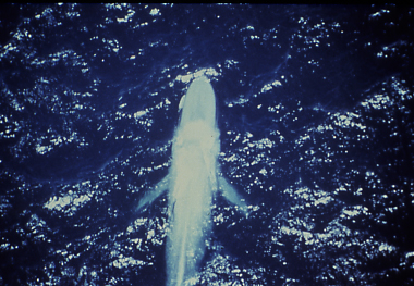 Aerial view of a blue whale showing both pectoral fins