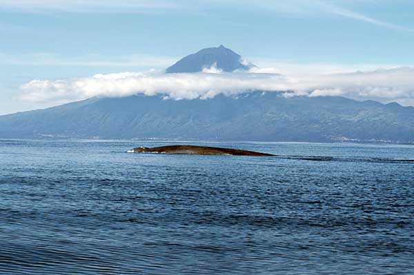 A blue whale set against the backdrop of the Azores