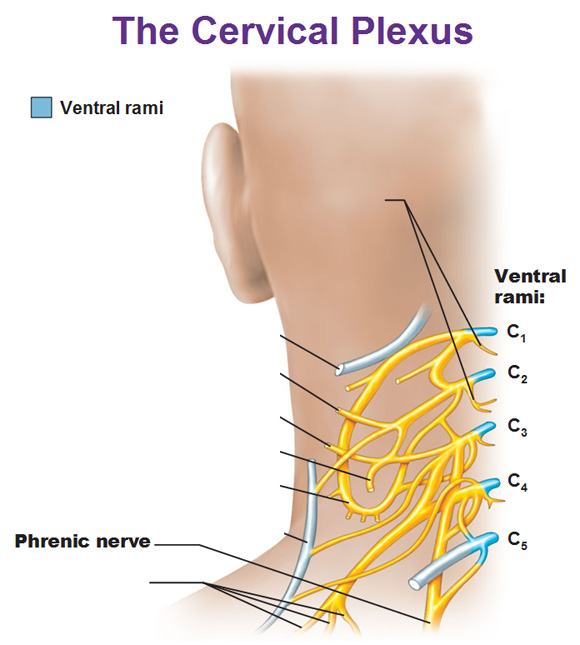 Cervical plexus with position drawing