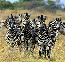 Zebras in Botswana