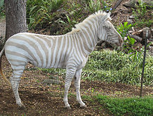 An albino zebra in captivity