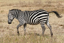 A zebra walking