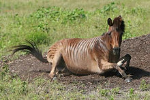 A zorse