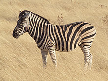 Burchell's zebra (E. q. burchellii) in Etosha National Park, Namibia