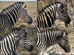 Variation in coat pattern in zebras. The patterns show progressively more black left to right and to