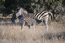 Mother zebra nursing her foal