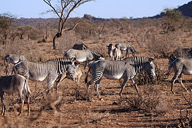 Herd of zebras.