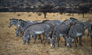 Grevy's zebras in Samburu National Reserve.