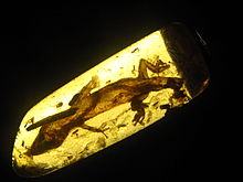 Oligocene-era gecko trapped in amber