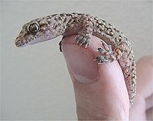 Juvenile Mediterranean House Gecko (H. turcicus)