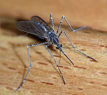 A female mosquito Culiseta longiareolata