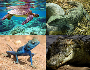 Clockwise from above left: Green turtle (Chelonia mydas), Tuatara (Sphenodon punctatus), Nile Crocod