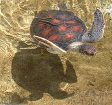 Immature Hawaiian C. mydas