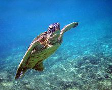 Swimming, Hawaii