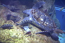 t the Osaka Aquarium, profile photo of turtle resting on bottom