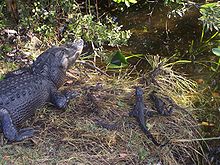 Alligators of various ages in Everglades National Park