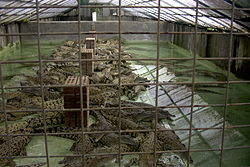 Crocodile farming in Australia.