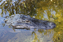 A partially submerged alligator displaying a typical ambush position