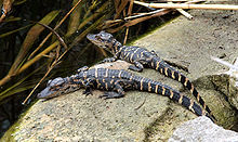 Young American Alligators basking