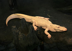 An albino alligator could survive only in captivity.