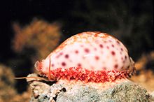 About 80% of all known mollusc species are gastropods (snails and slugs), including the cowry (a sea