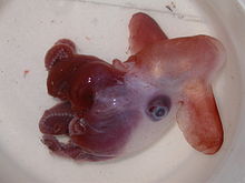 Grimpoteuthis discoveryi, a finned octopus of the suborder Cirrina