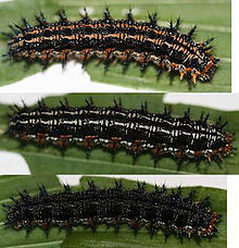 Caterpillars of Junonia coenia.