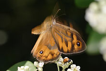 Heteronympha merope taking off