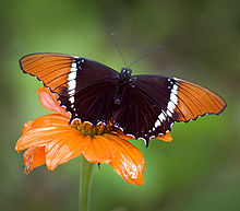 Rusty-tipped Page (Siproeta epaphus), Butterfly World (Florida)