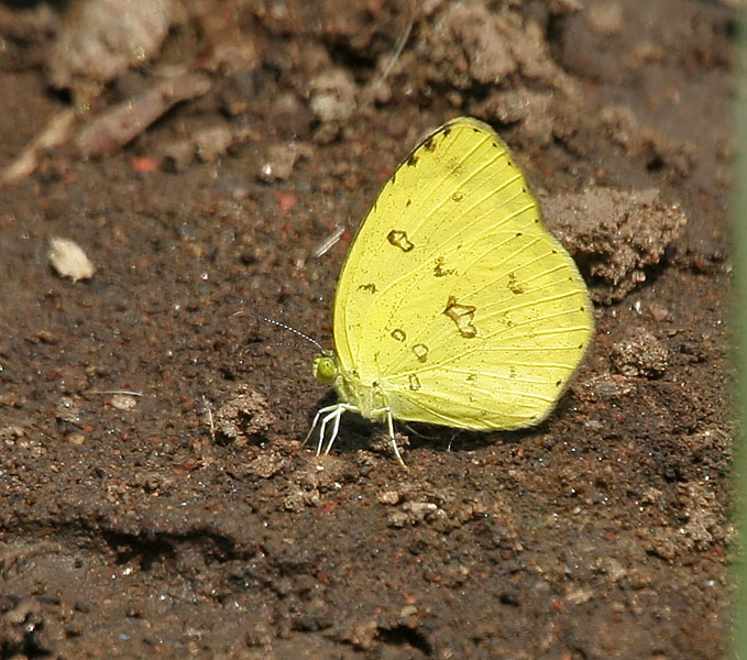 Common Grass Yellow (Eurema hecabe)