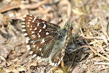 Grizzled Skipper