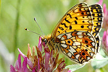 Small Pearl-bordered Fritillary