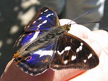 Purple Emperor