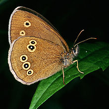 Ringlet