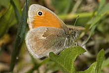 Small Heath