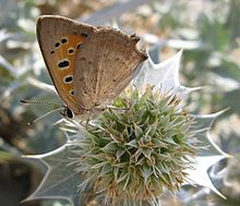 Small copper, Binigaus, Minorca