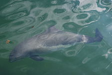 Phocoena phocoena, harbour porpoise near Denmark