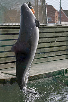 A harbour porpoise at an aquarium. In the wild, porpoises rarely jump out of the water.