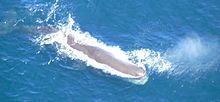 sperm whale, Physeter macrocephalus