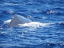 Sperm whale arching back in preparation to dive off Dominica