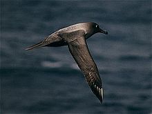 Light-mantled Albatrosses regularly dive to feed, and can dive to below 12 m.