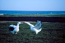 Wandering Albatrosses are colonial but have large widely spaced territories. Here a pair performs th