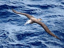 Tristan Albatross, Diomedea dabbenena