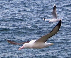 Northern Royal Albatross or Toroa,Diomedea sanfordi